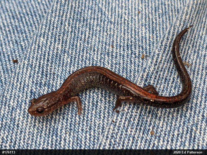 Eastern Red-backed  Salamander