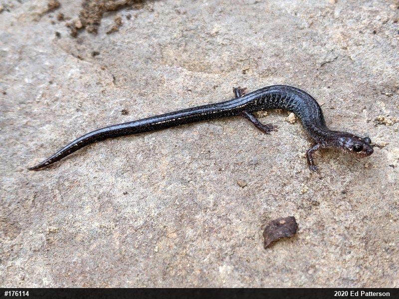 Valley And Ridge Salamander