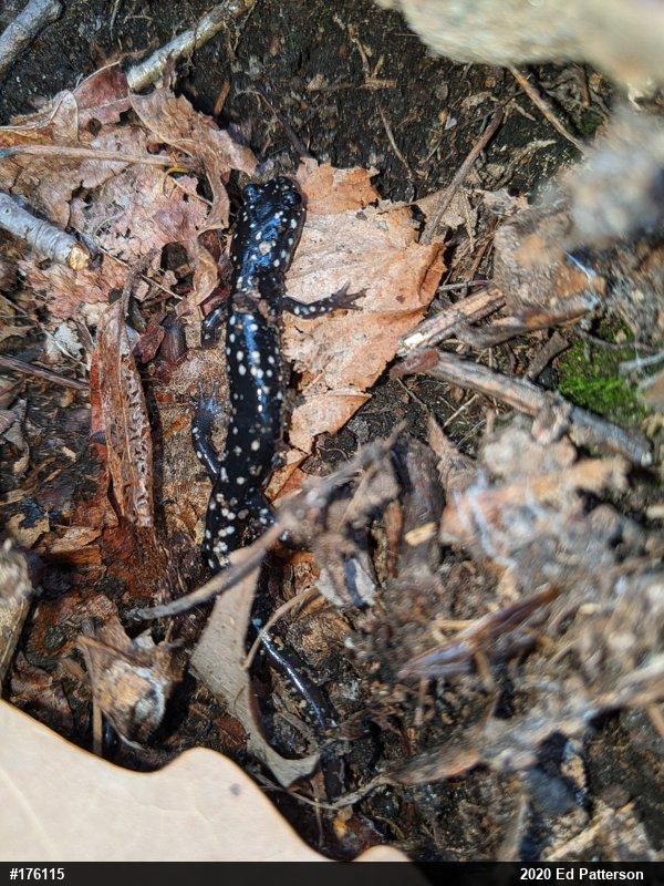 Northern Slimy Salamander