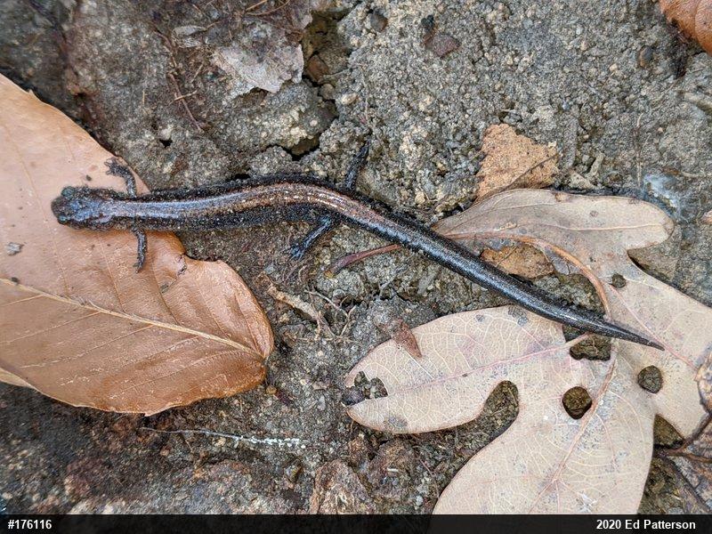 Eastern Red-backed  Salamander