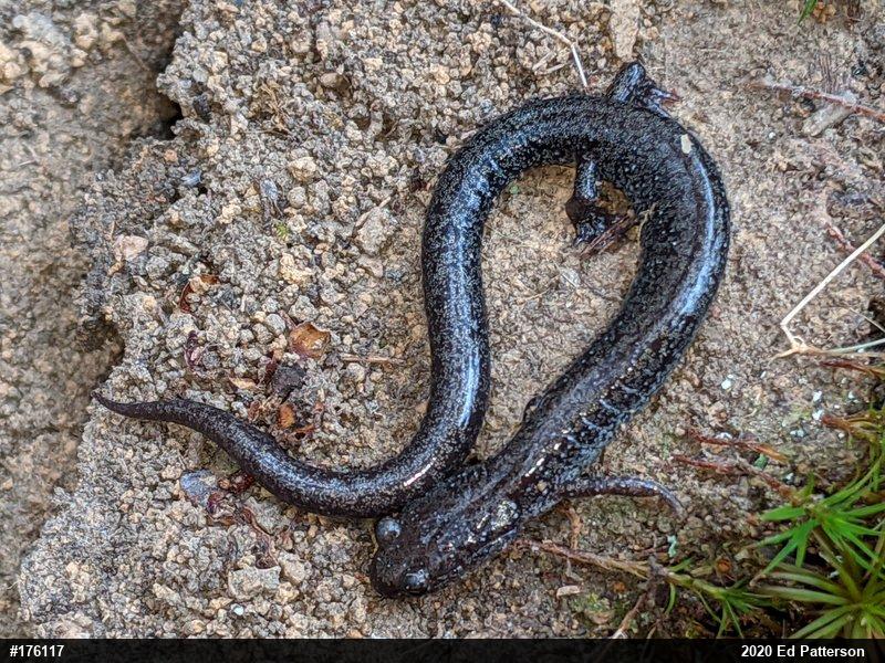 Valley And Ridge Salamander