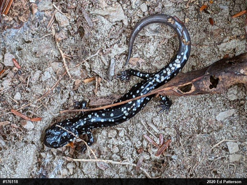 Northern Slimy Salamander