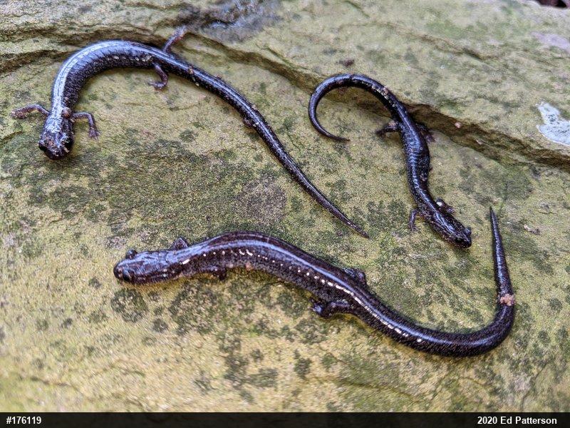 Valley And Ridge Salamander