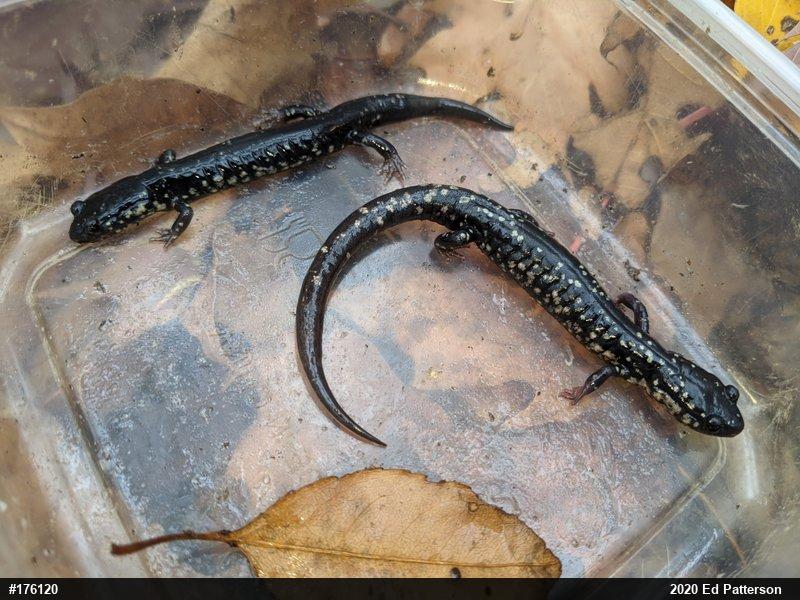 Northern Slimy Salamander