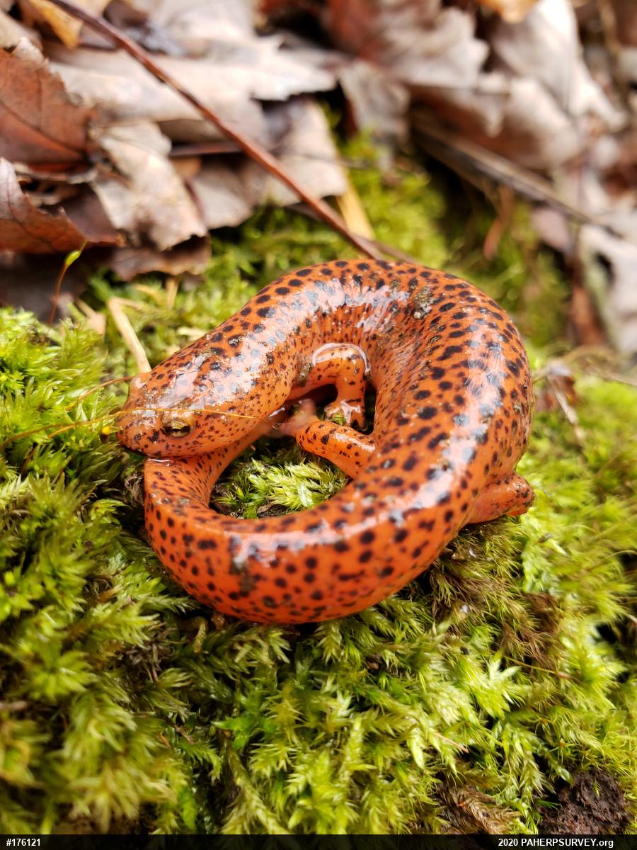 Northern Red Salamander