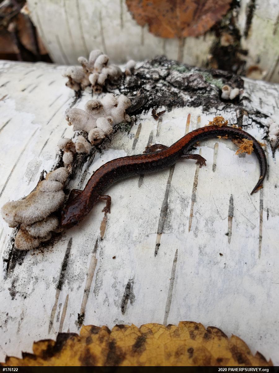 Eastern Red-backed  Salamander