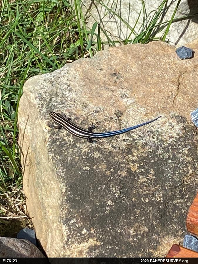 Common Five-lined Skink