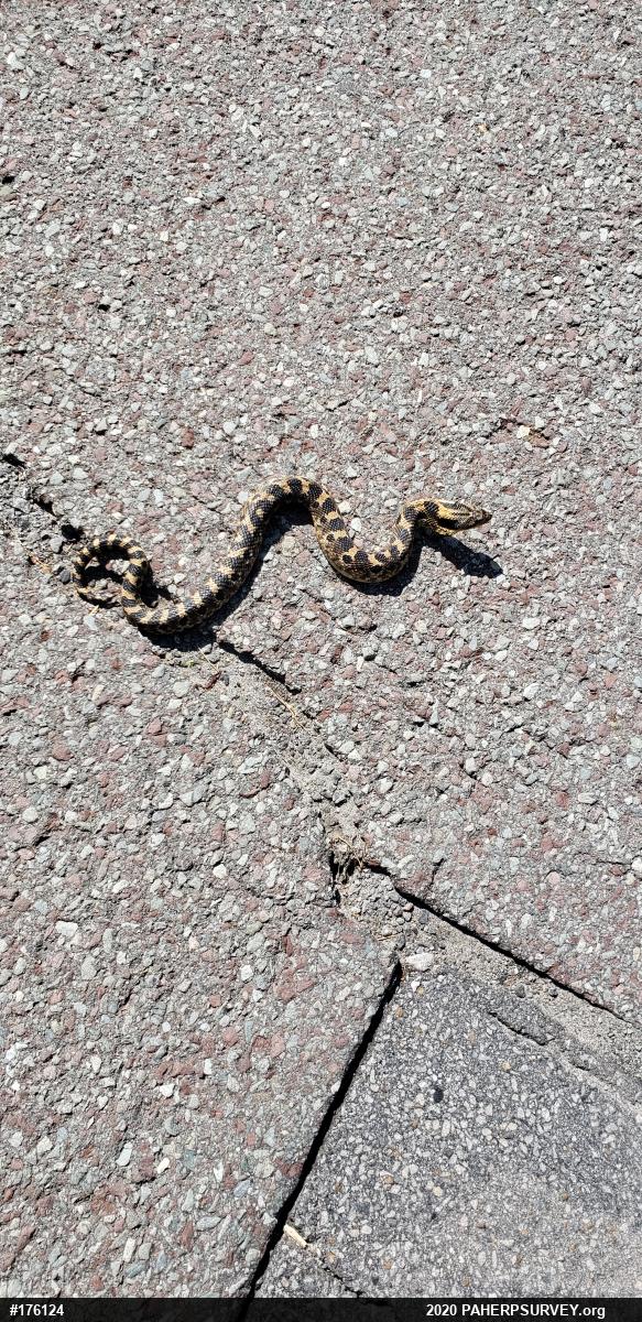 Eastern Hog-nosed Snake