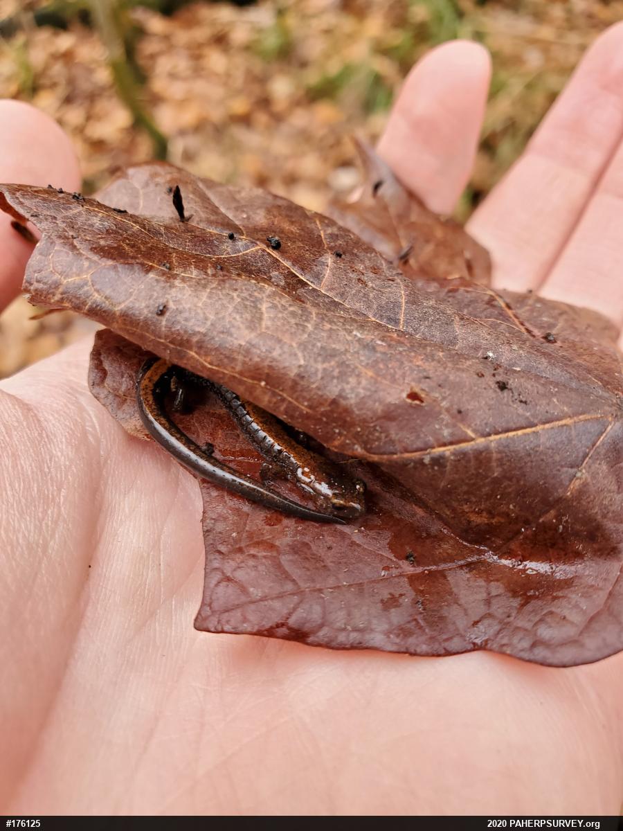 Eastern Red-backed  Salamander