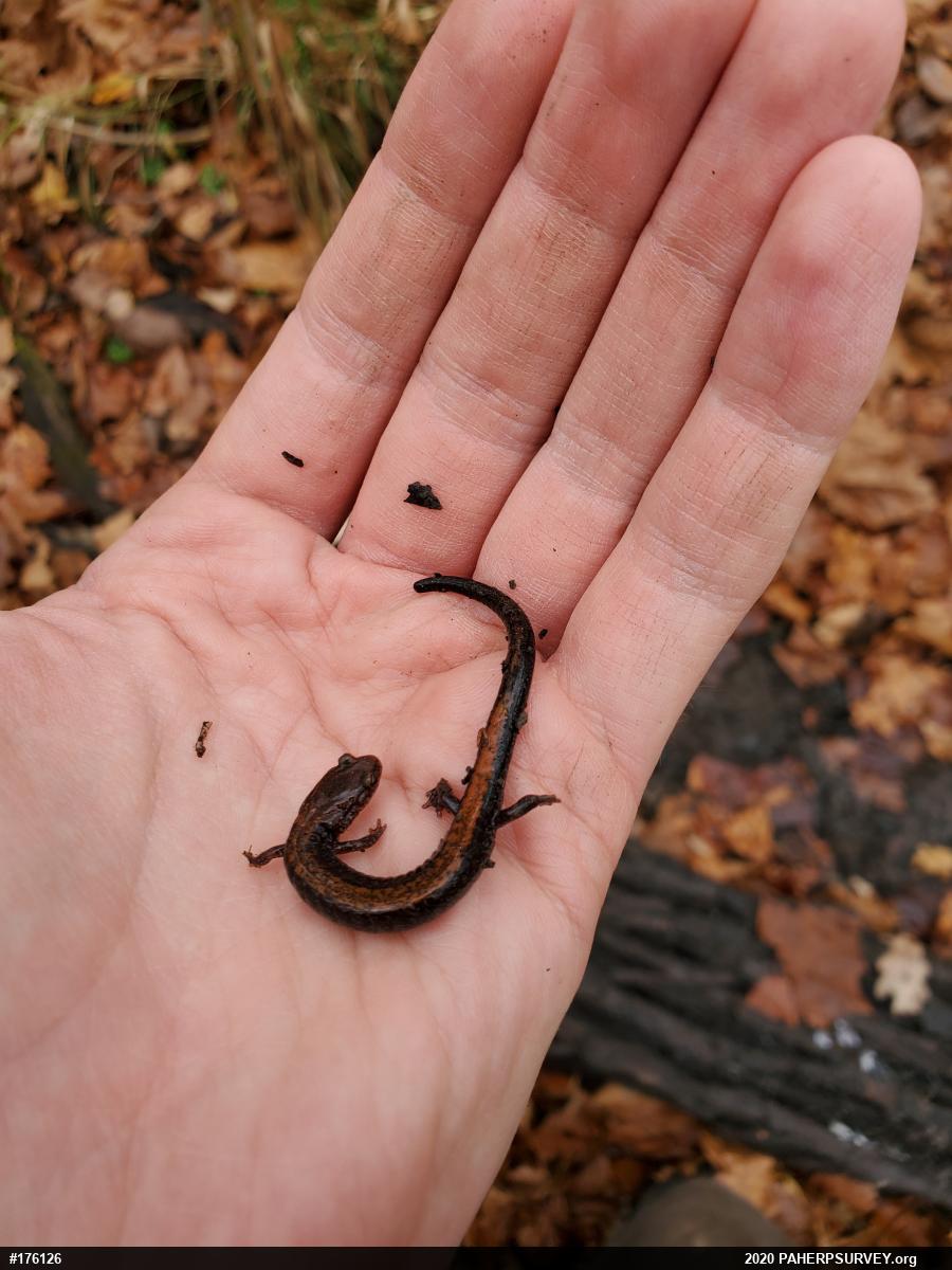 Eastern Red-backed  Salamander