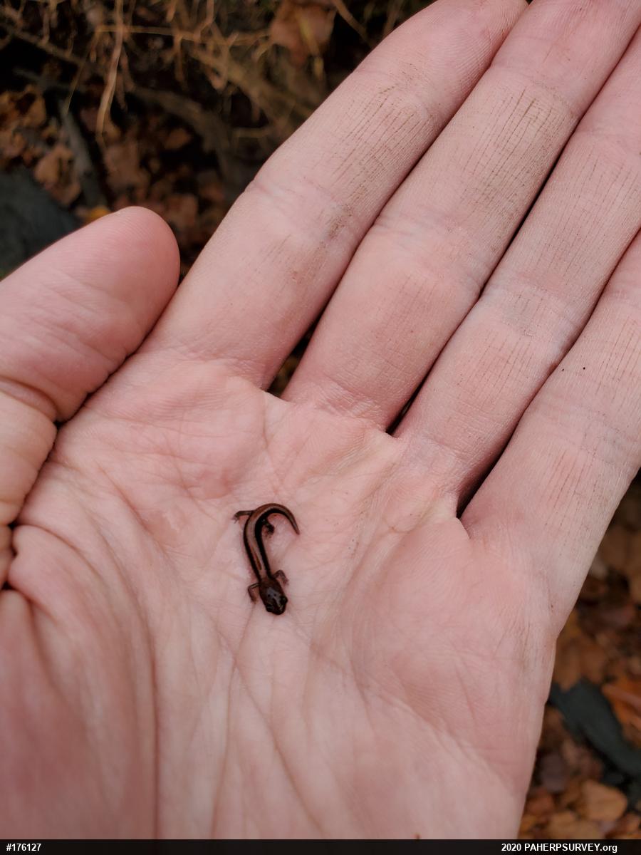 Eastern Red-backed  Salamander
