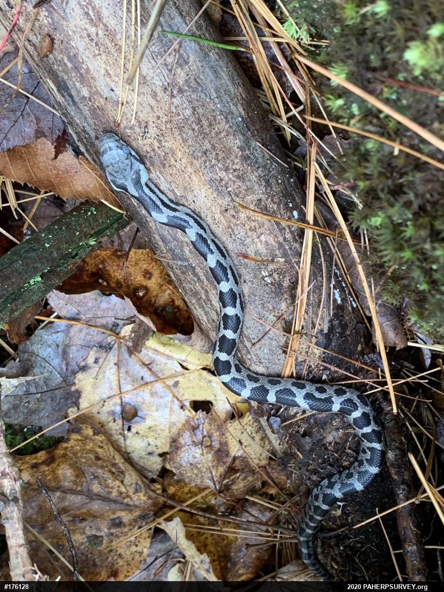 Eastern Ratsnake
