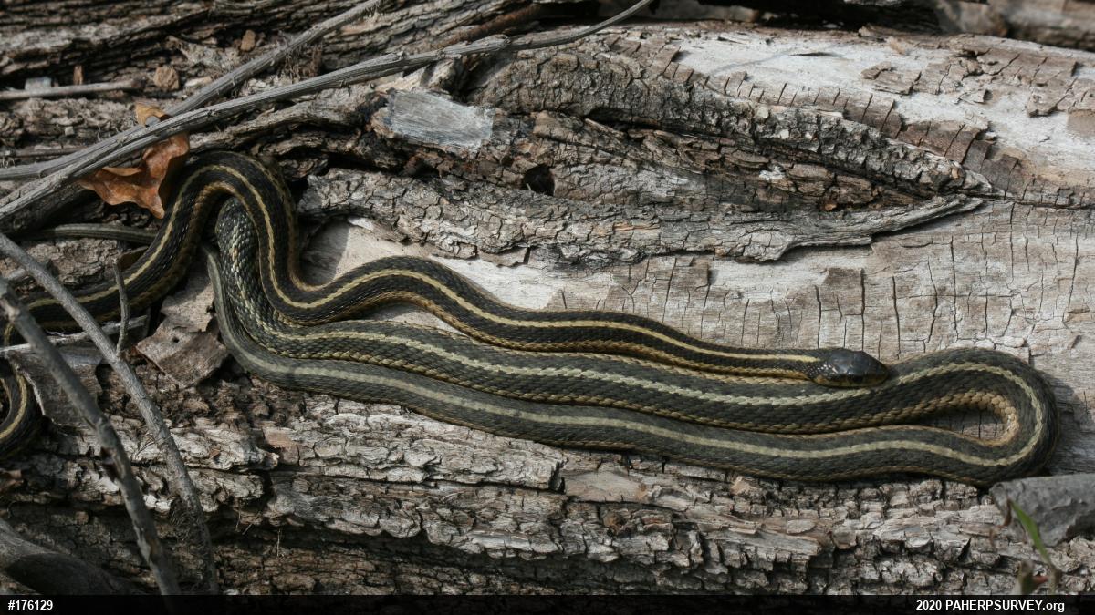 Eastern Gartersnake
