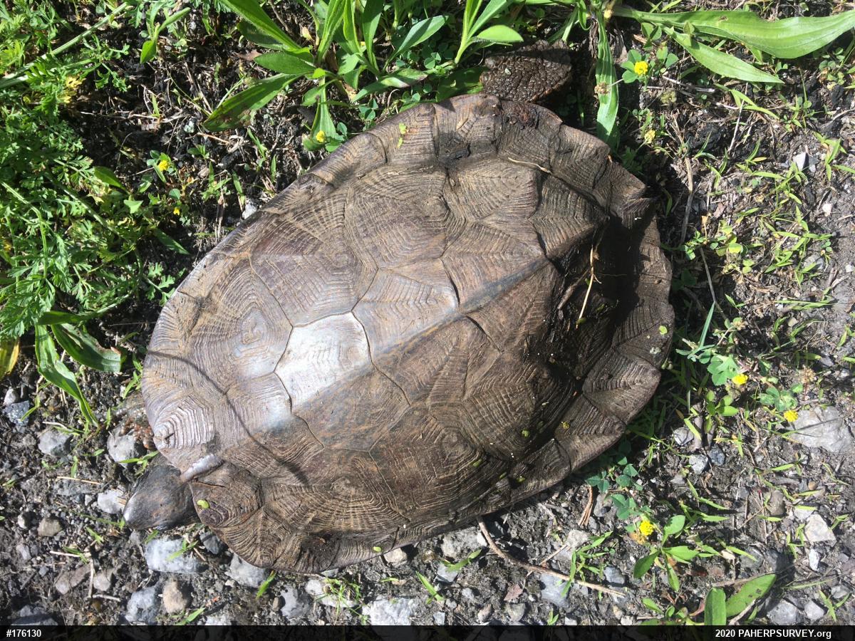 Wood Turtle
