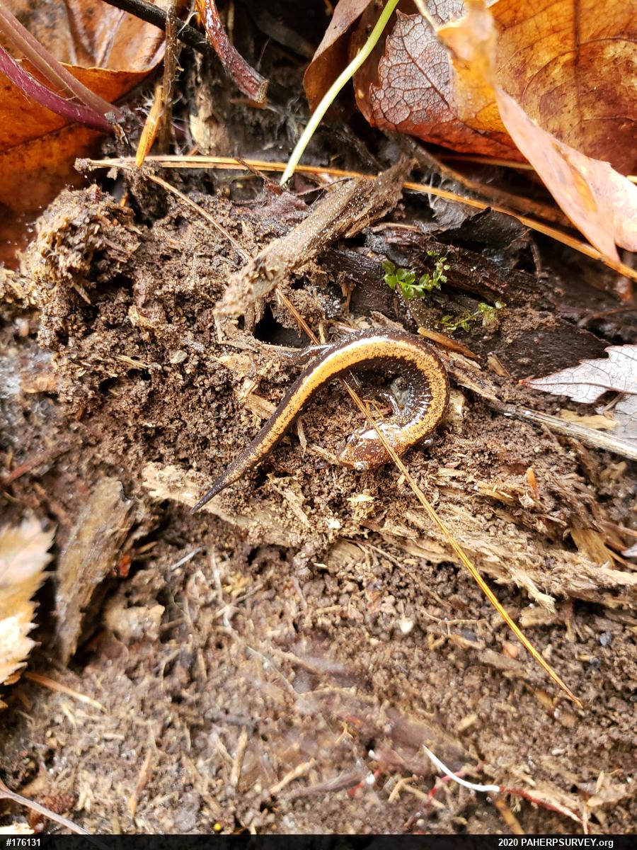 Eastern Red-backed  Salamander