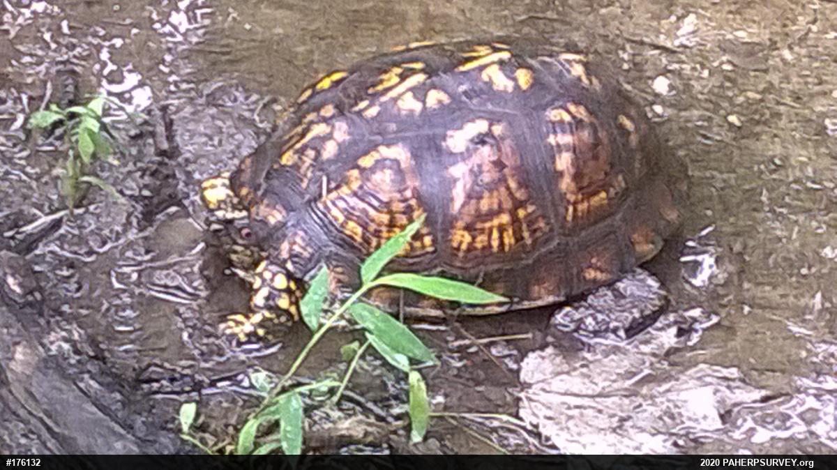 Eastern Box Turtle