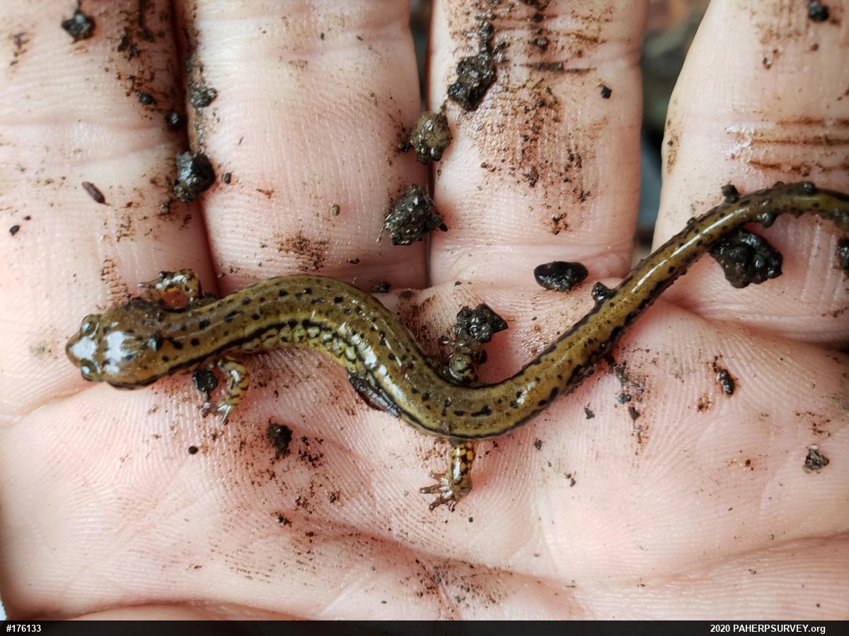 Northern Two-lined Salamander