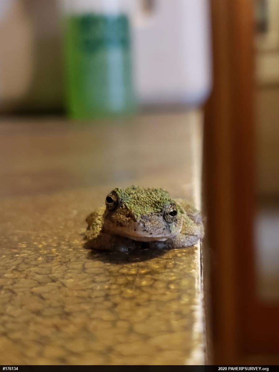 Unknown Gray Treefrog