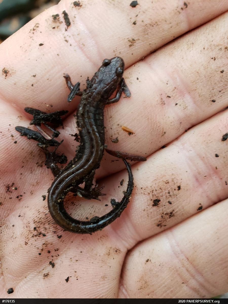 Allegheny Mountain Dusky Salamander