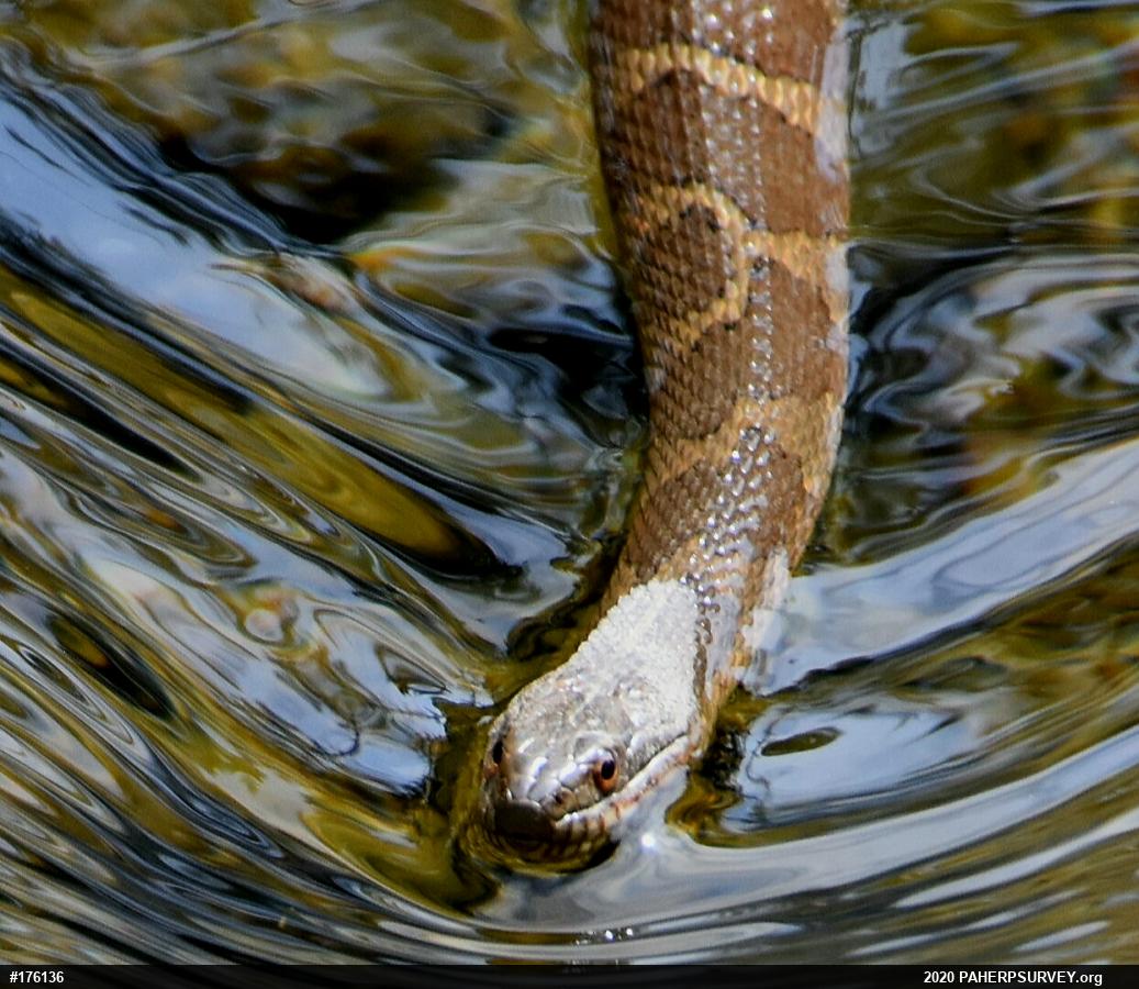 Northern Watersnake