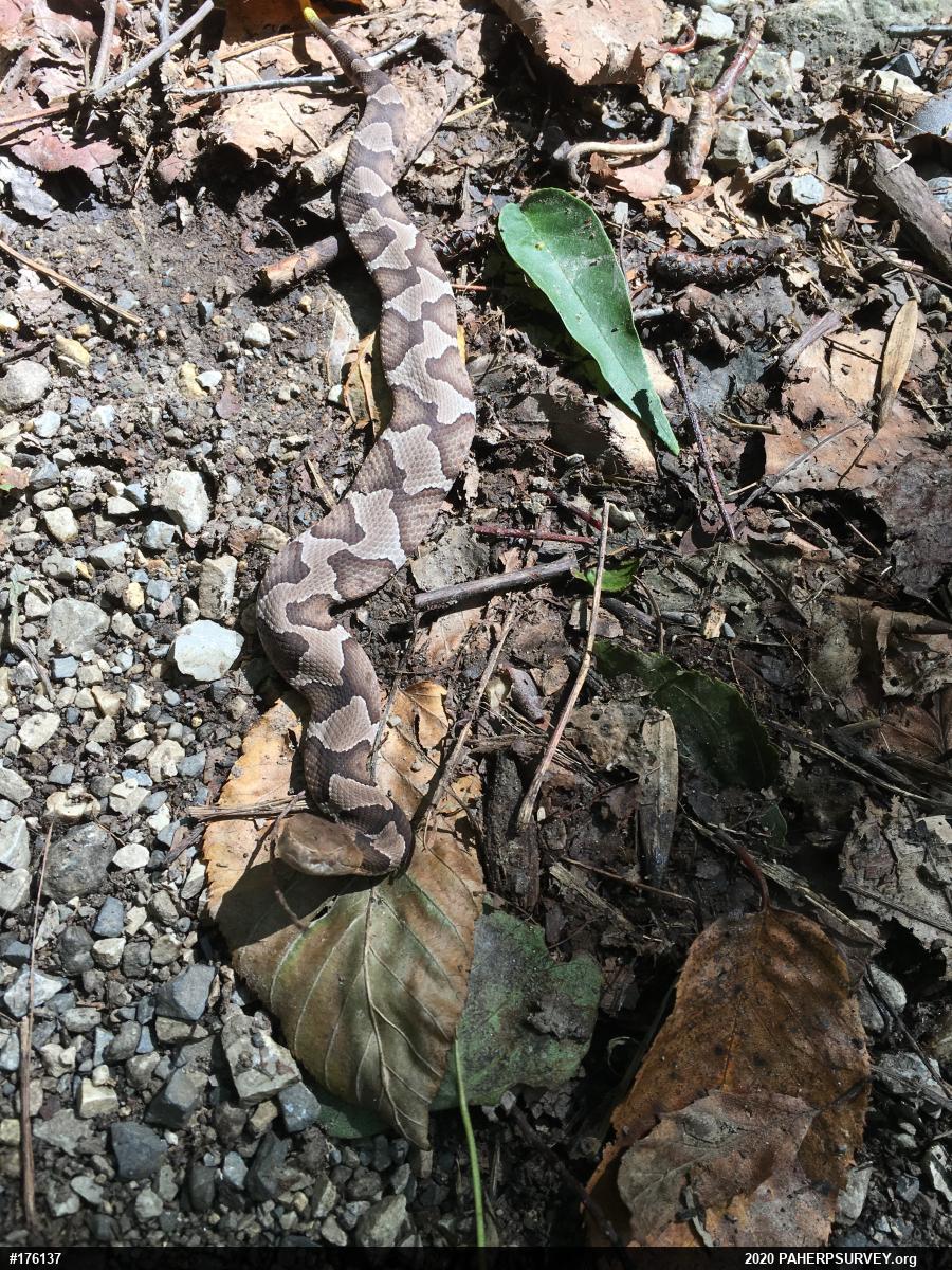 Northern Copperhead
