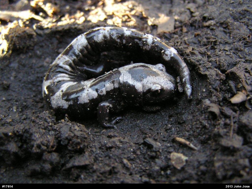 Marbled Salamander
