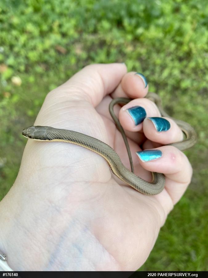 Queensnake