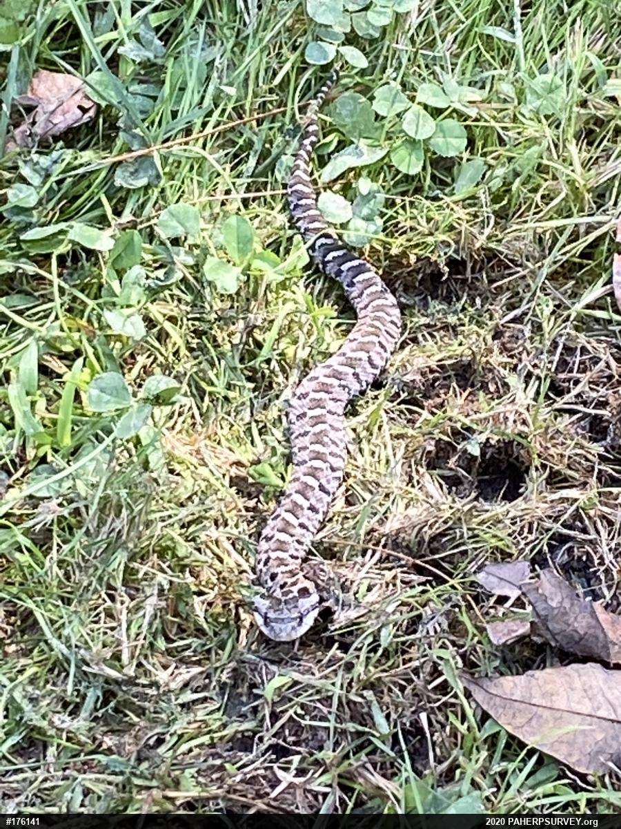 Eastern Hog-nosed Snake