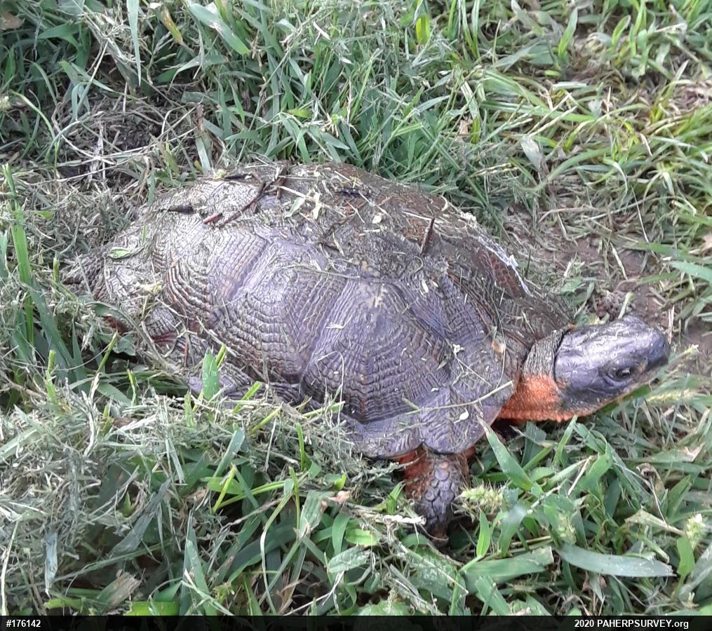 Wood Turtle