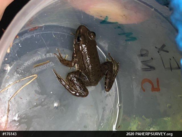 Green Frog