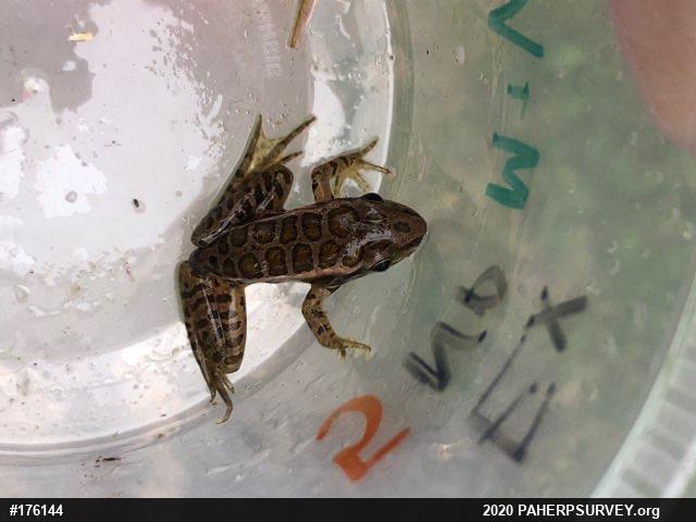 Pickerel Frog