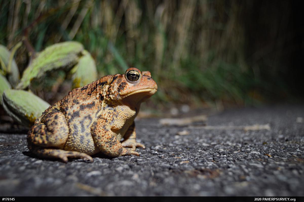 Eastern American Toad