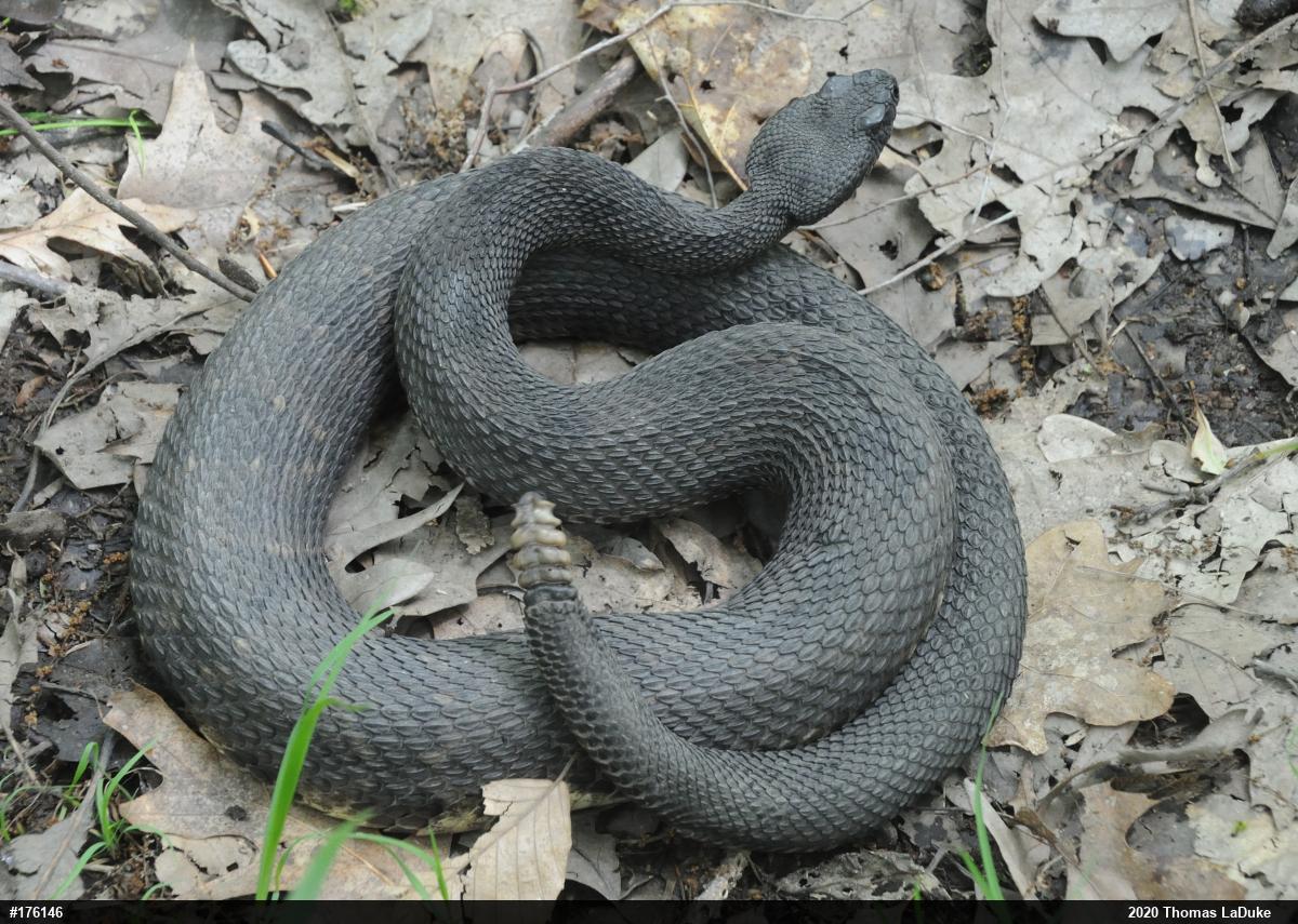 Timber Rattlesnake