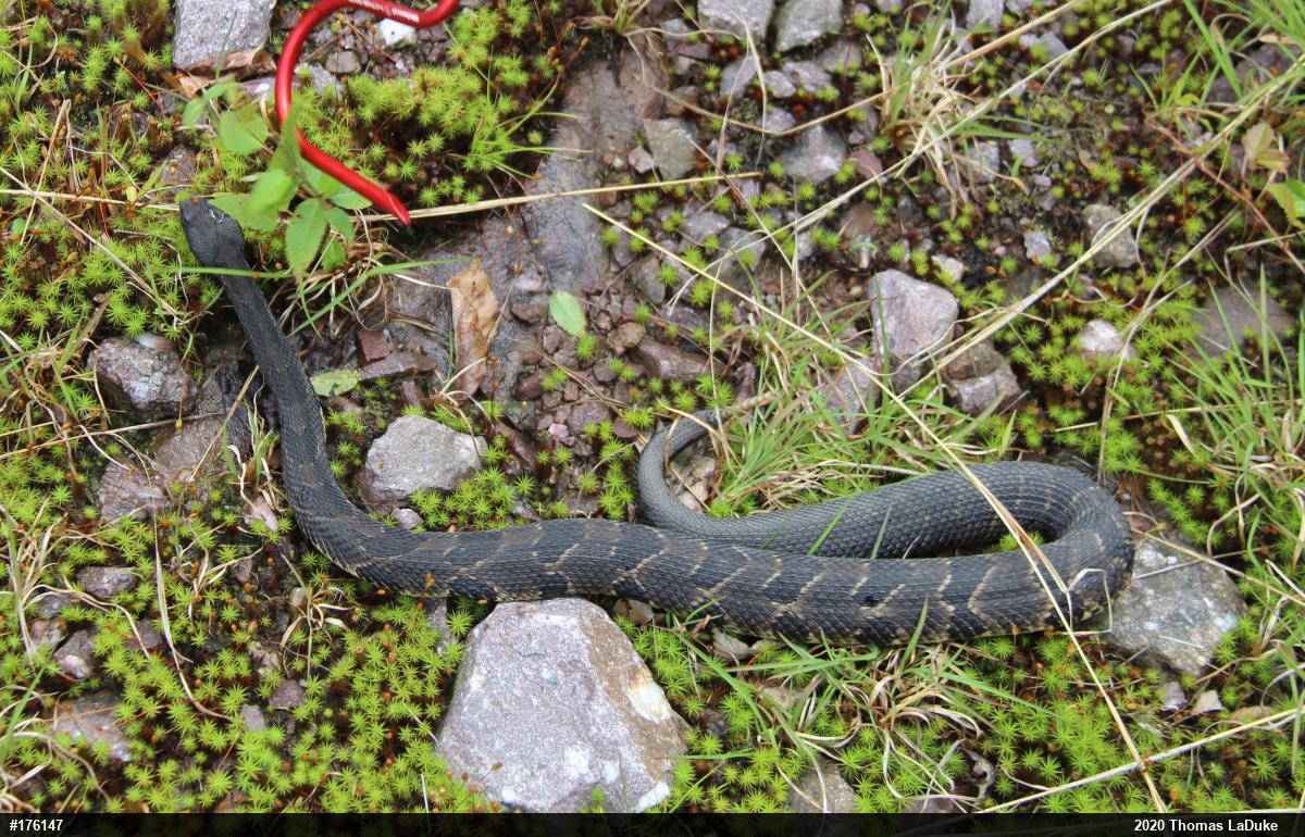 Timber Rattlesnake