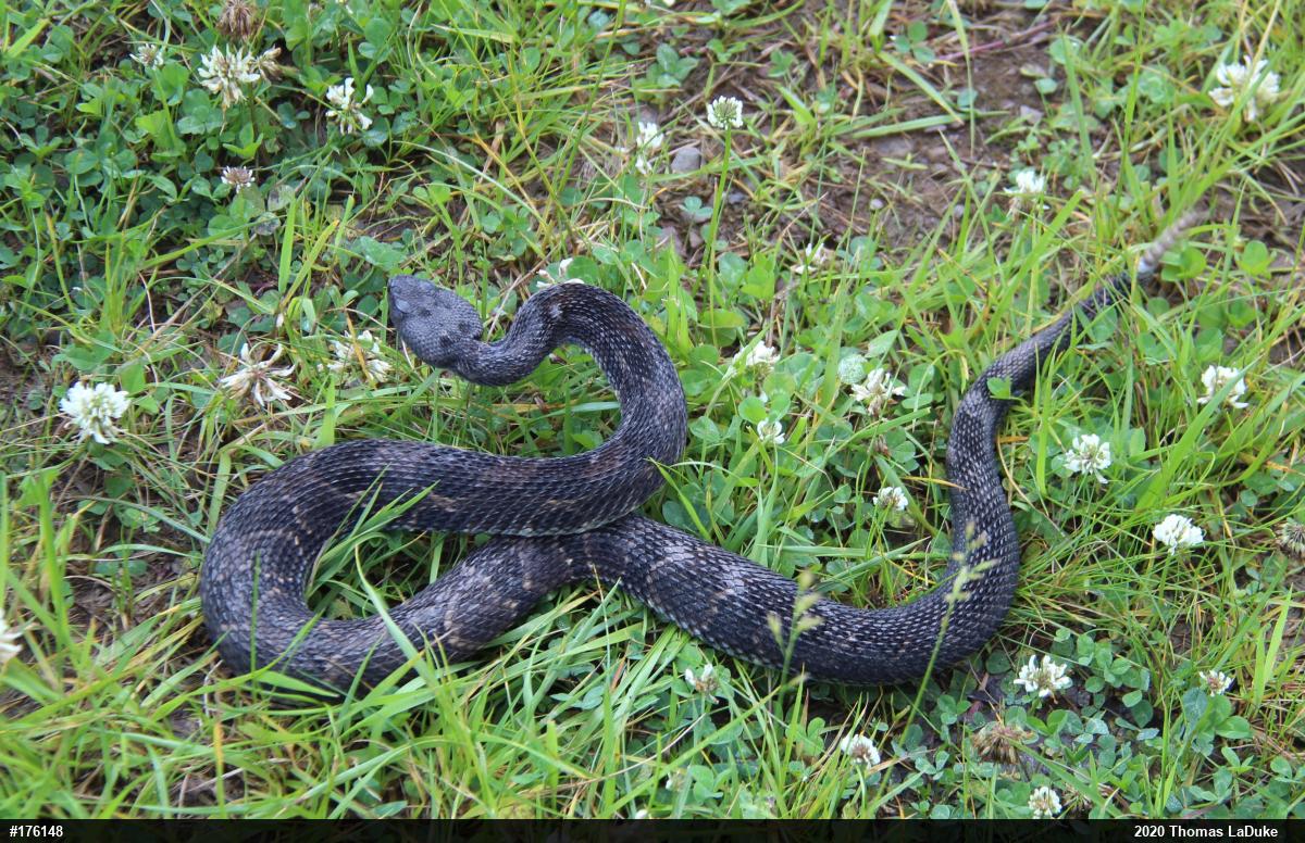Timber Rattlesnake