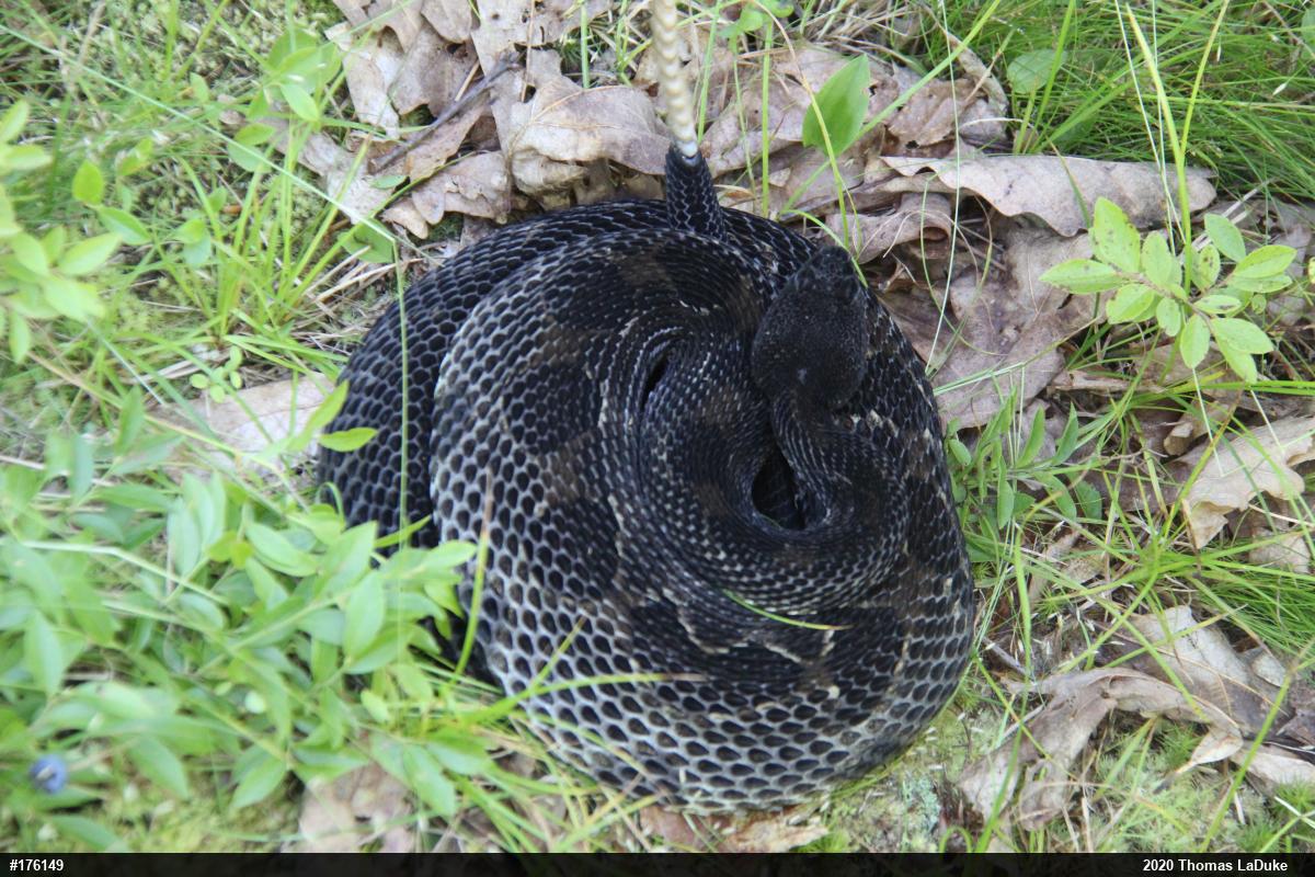 Timber Rattlesnake