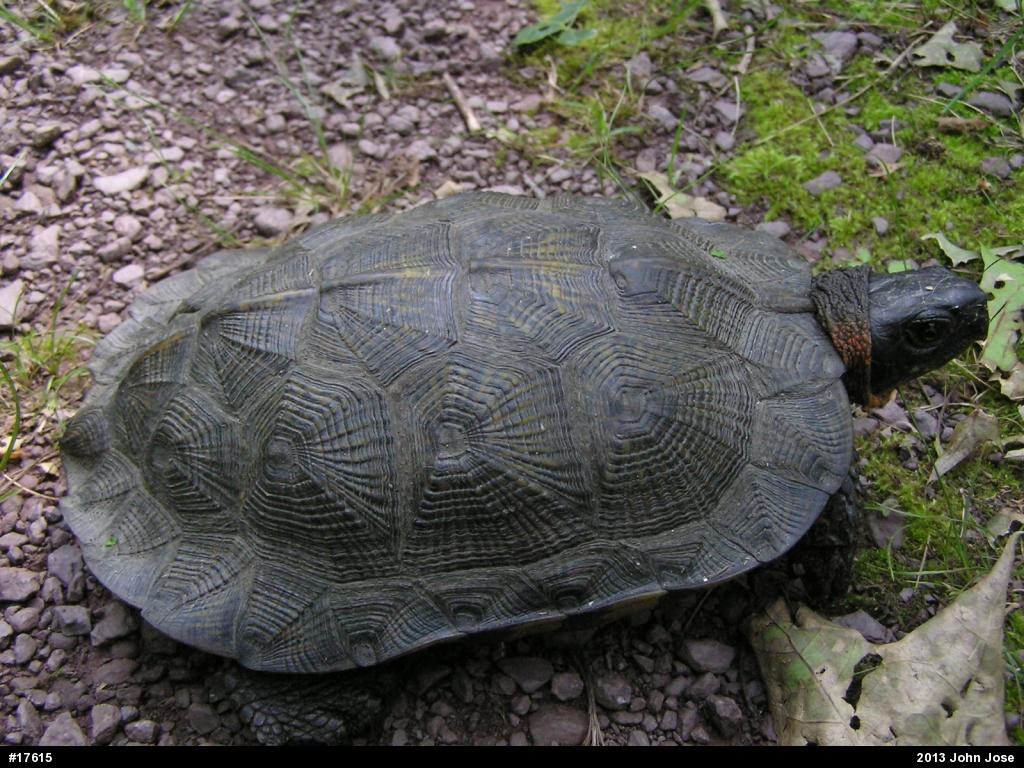 Wood Turtle