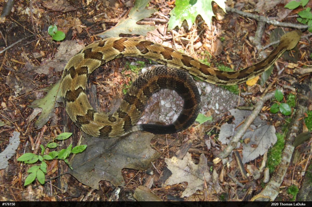 Timber Rattlesnake