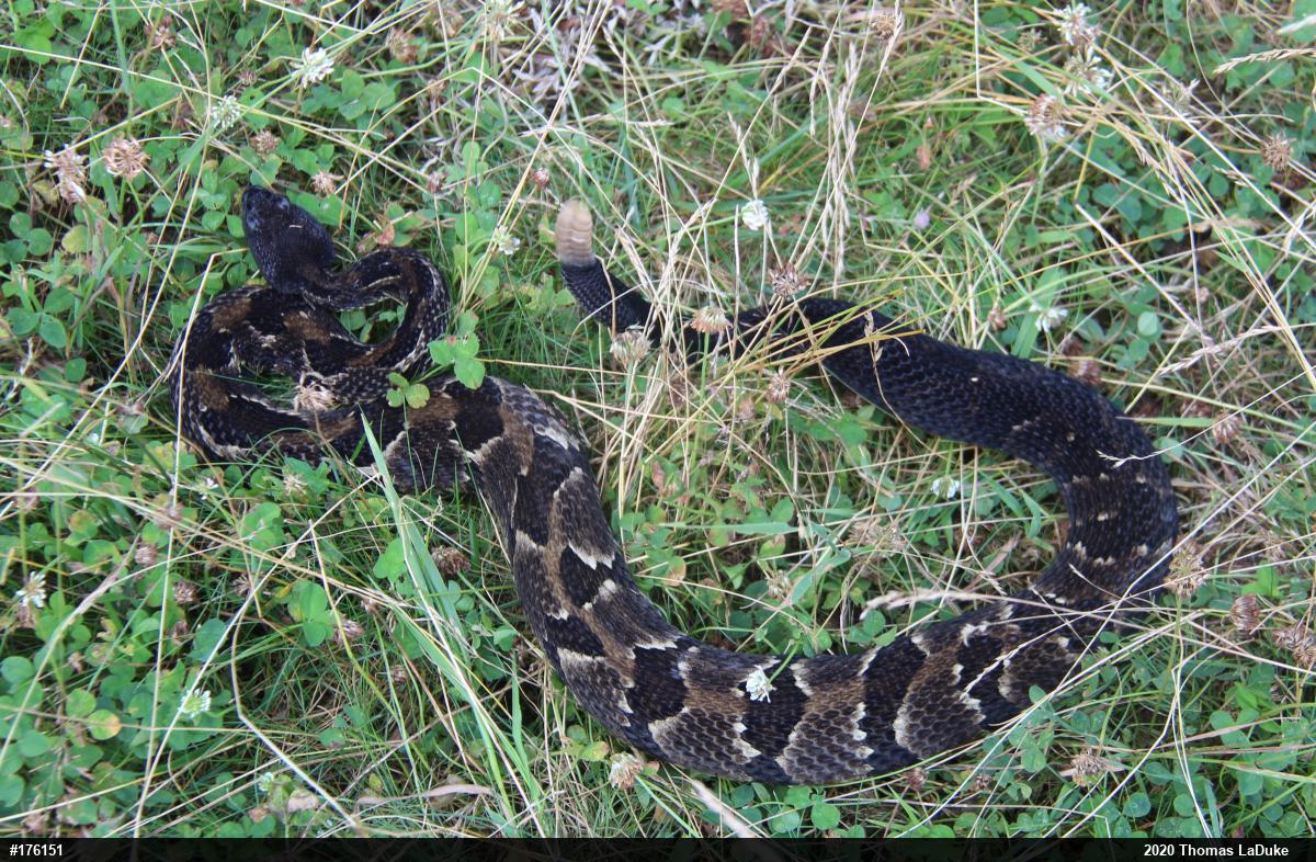 Timber Rattlesnake