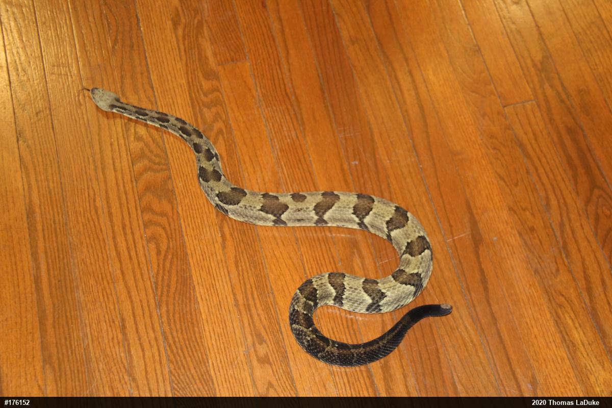 Timber Rattlesnake