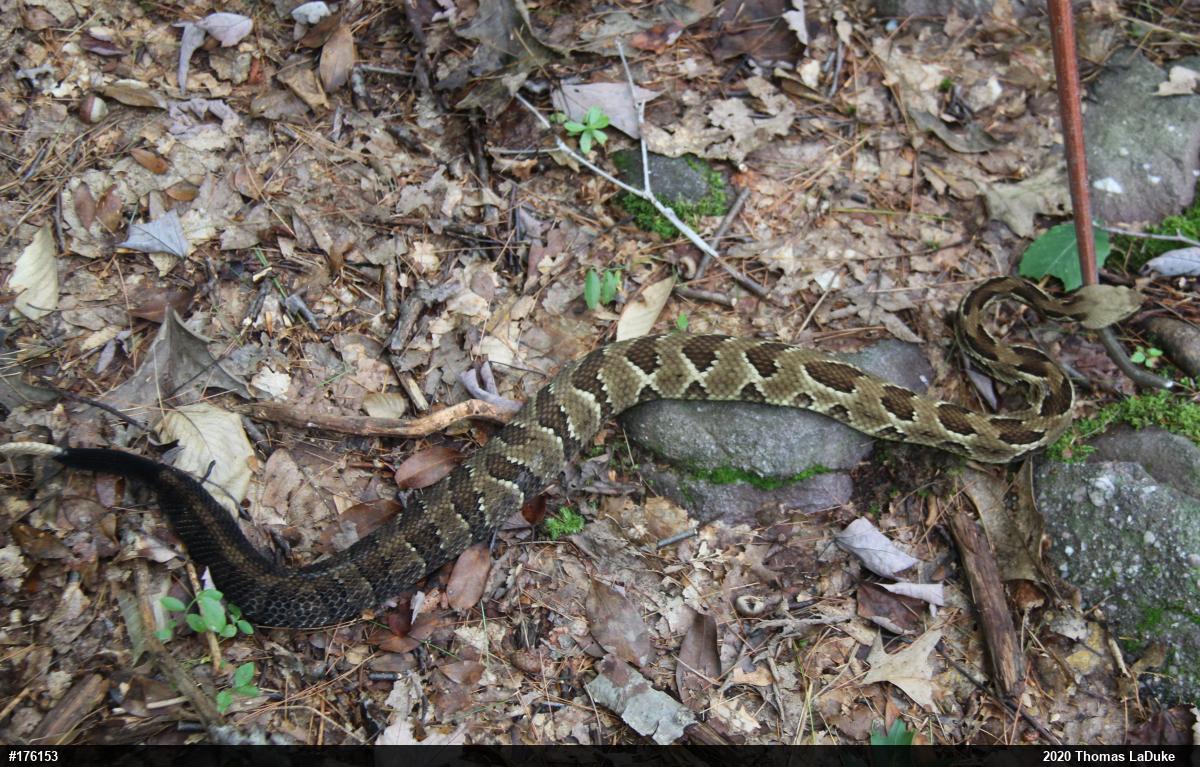 Timber Rattlesnake