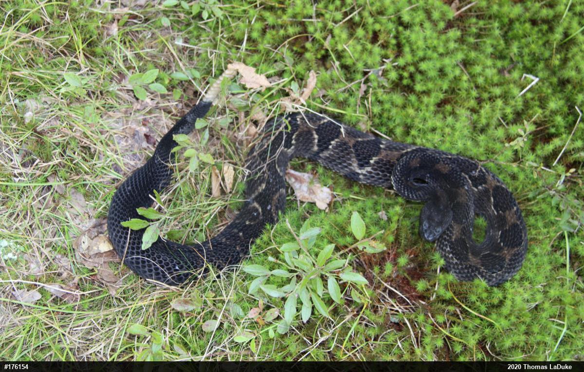 Timber Rattlesnake