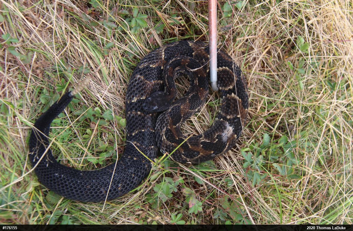 Timber Rattlesnake