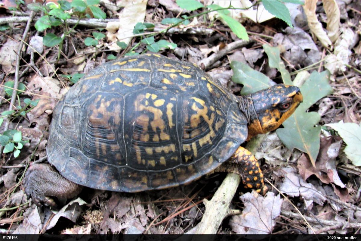 Eastern Box Turtle