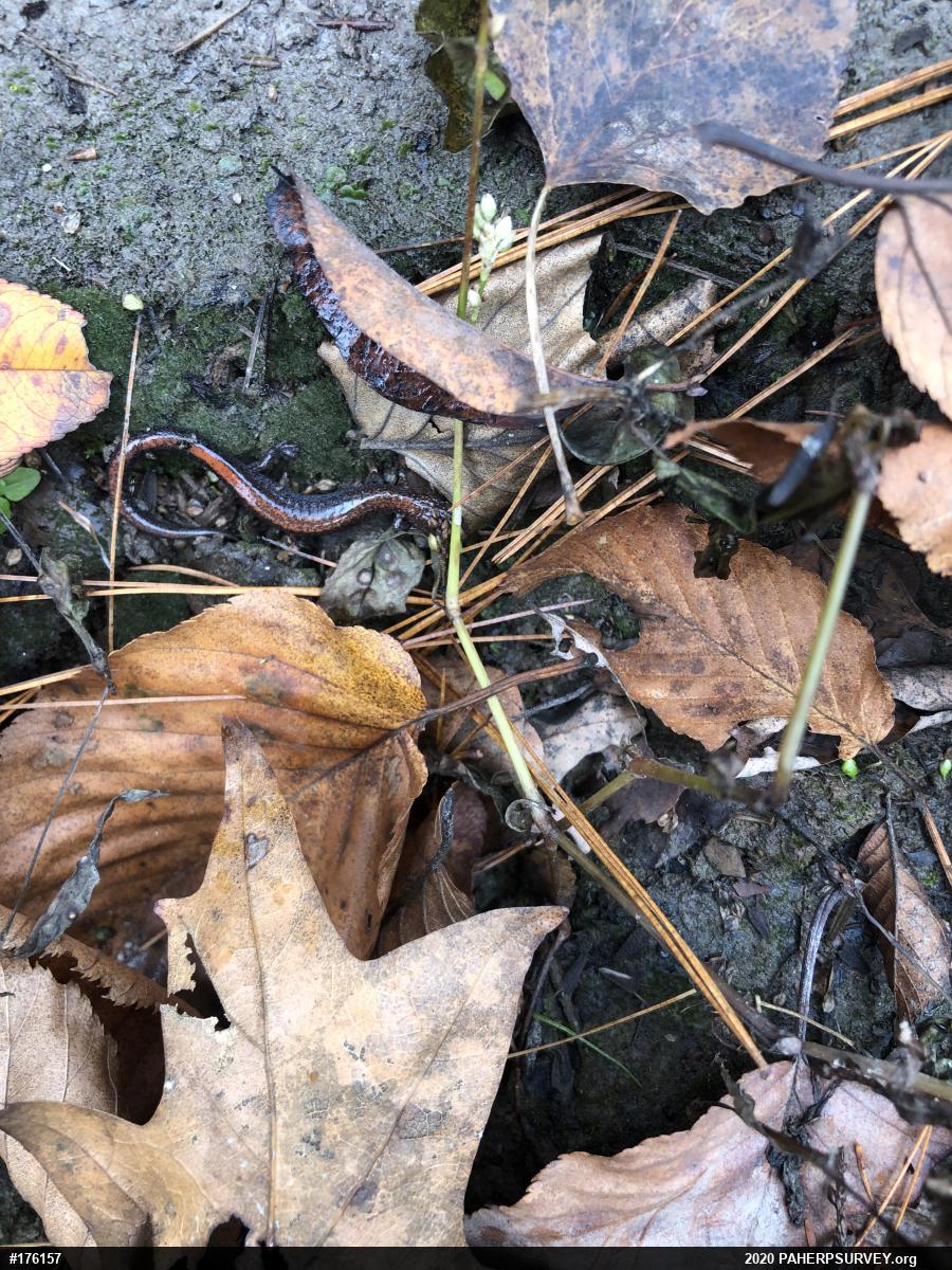 Eastern Red-backed  Salamander