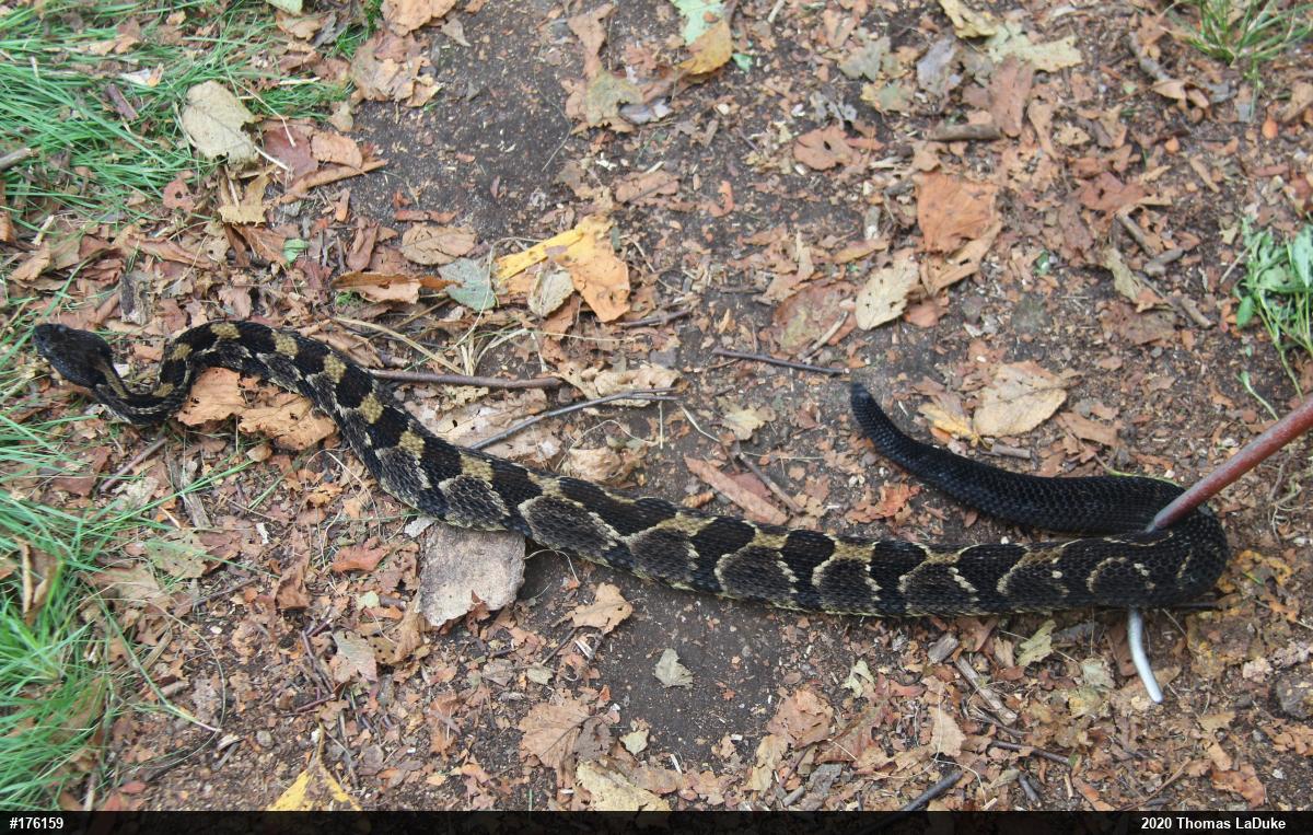 Timber Rattlesnake