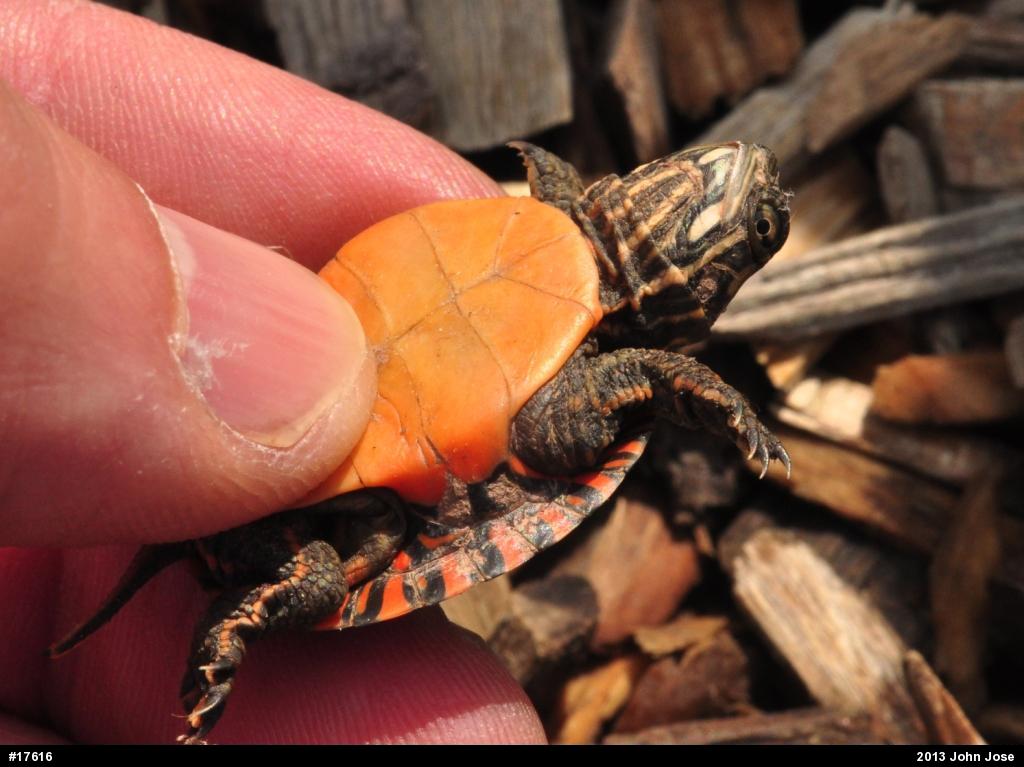 Eastern Painted Turtle
