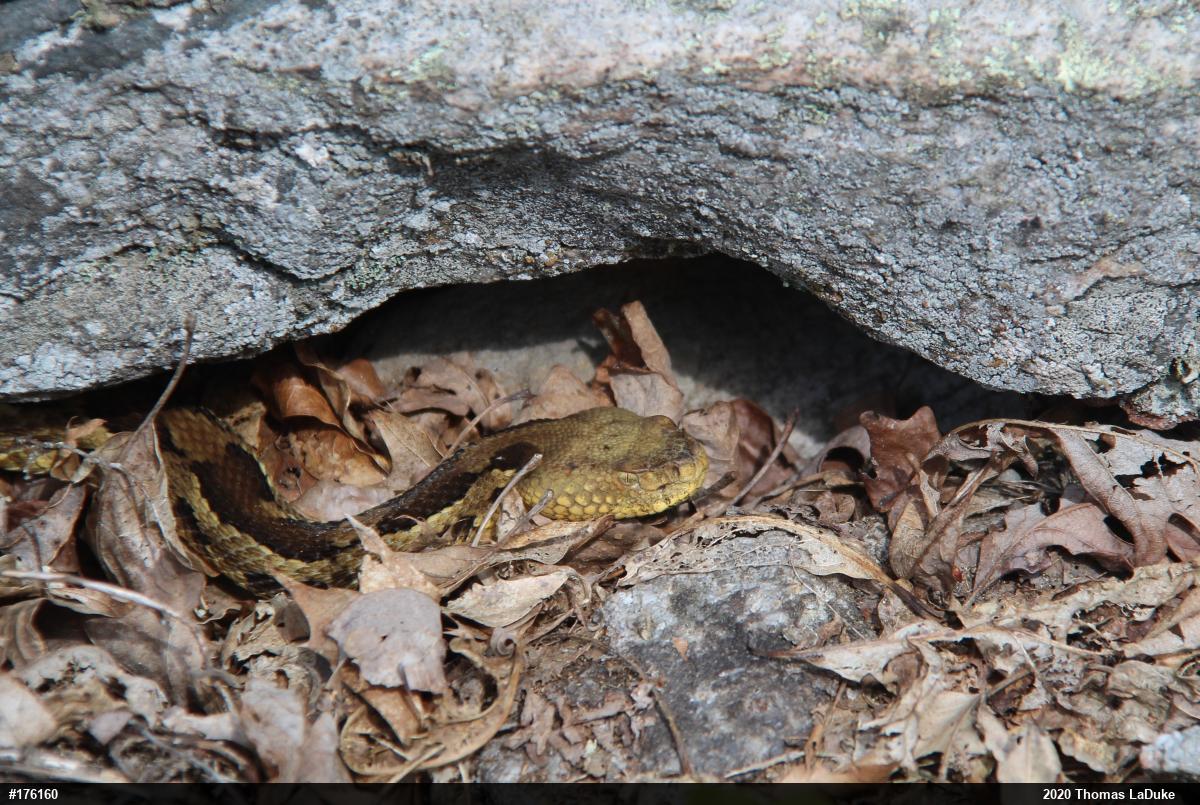 Timber Rattlesnake