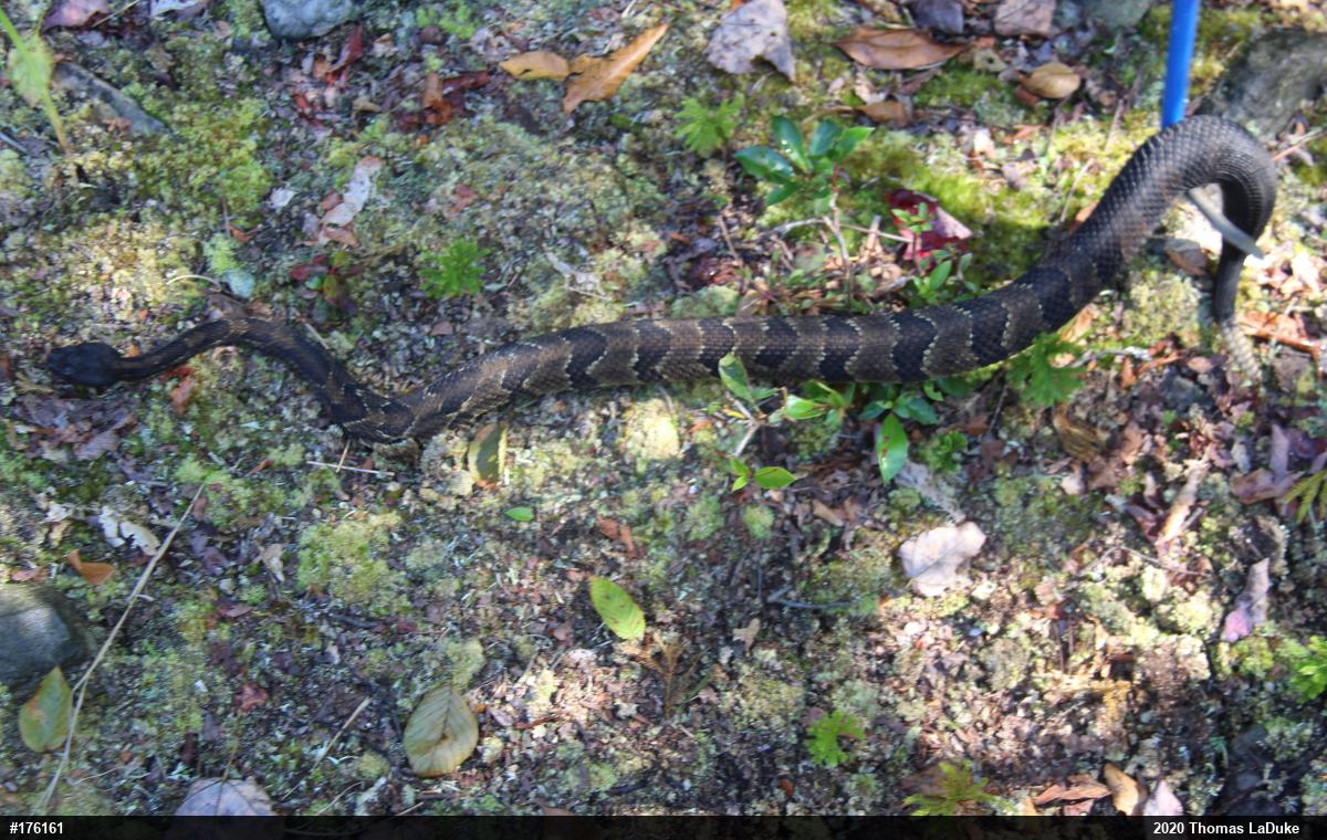 Timber Rattlesnake