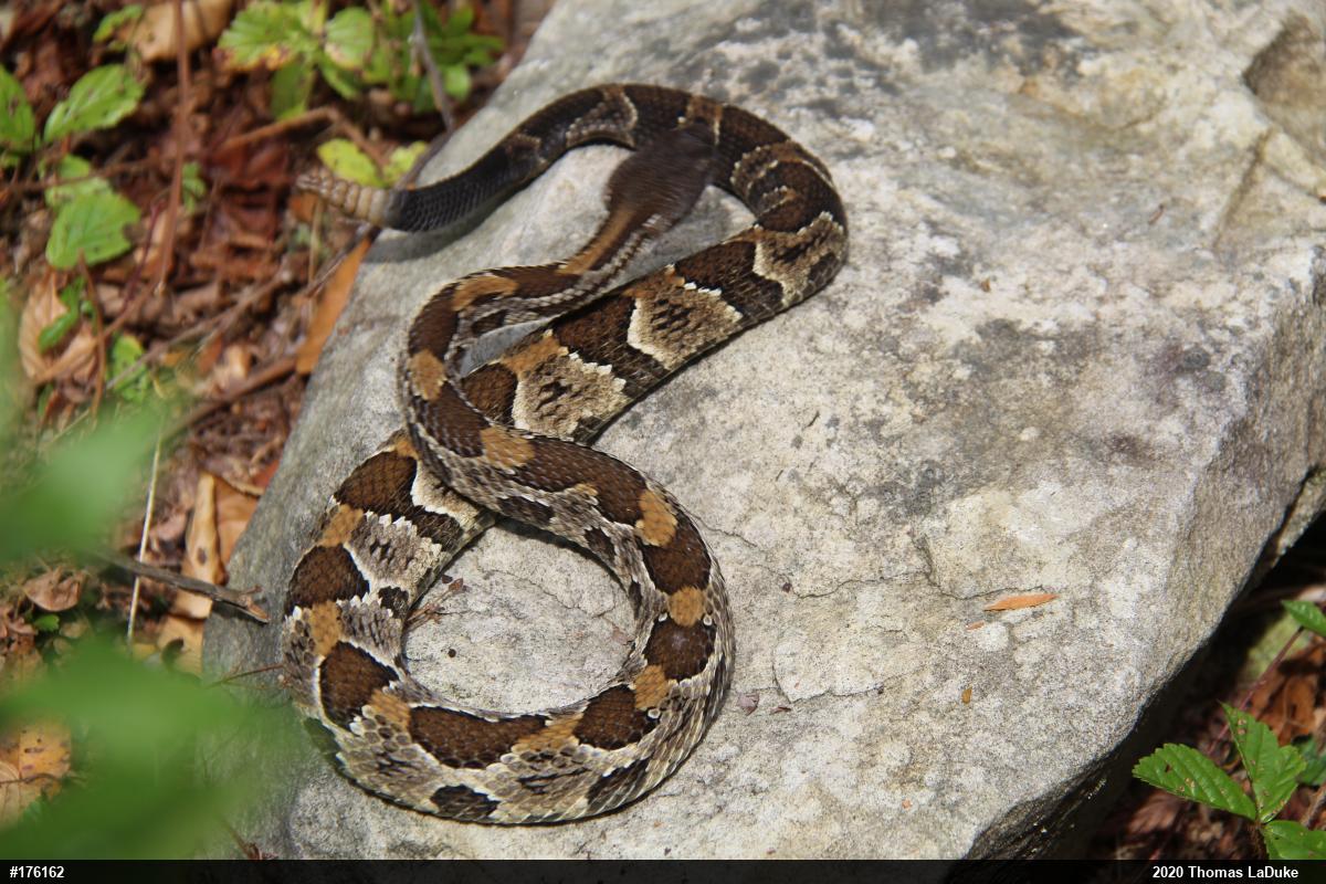 Timber Rattlesnake